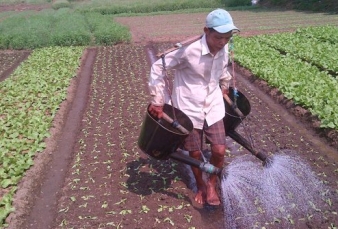 Nilai Tukar Petani Merosot Akibat Harga Pupuk Naik