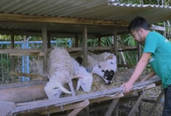 Ternak Domba Gibas, Rayndra Raup Omzet Ratusan Juta per Bulan