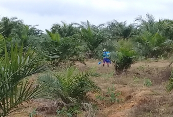 Ulah Sertifikasi ISPO, Petani Sawit Nelongso