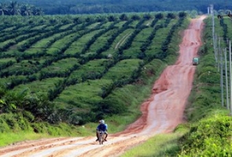 Kementan Ungkap 2,8 Juta Ha Lahan Sawit Perlu Diremajakan