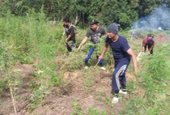 Ladang Ganja Seluas 5 Hektar Ditemukan di Madina, Pasok ke 4 Lapas