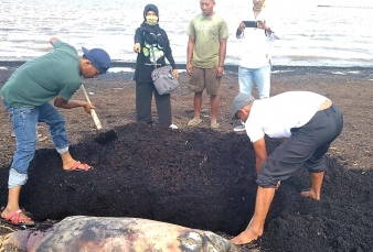 BBKSDA Riau Kubur Bangkai Duyung di Dumai