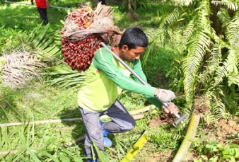 Pemerintah Minta Pengusaha Sawit Perhatikan Tata Kelola Perkebunan