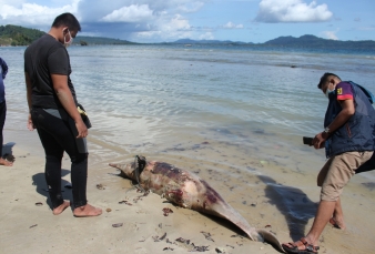 Tentang Teluk Tapian Nauli Habitat Hewan Dilindungi