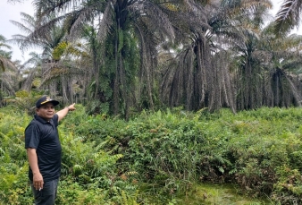 Harga Sawit Melejit, Petani Koperasi di Kampar Fokus Merawat Kebun