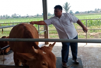 Disketapang Targetkan 2500 Ekor Sapi Dapat Suntikan Vaksinasi PMK