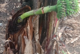 Ada di Asahan, Pohon Pisang Mati Penghubung Lorong Gaib 