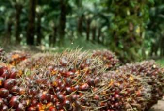 TBS Produksi Petani Turun di Sumut, Ini Harganya