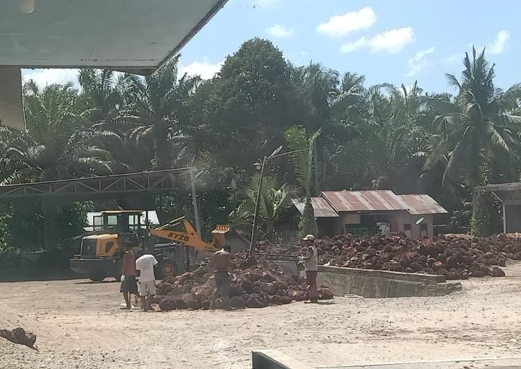 Petani Sawit Swadaya  Keluhkan Pupuk Mahal, Ini Anjuran Pemkab Pelalawan