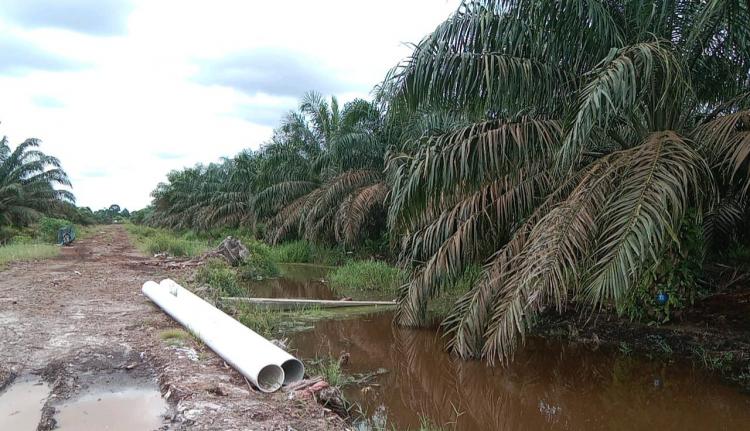 Catat! Ini Syarat Usulan Pelepasan Kebun Sawit Warga Dalam Kawasan Hutan