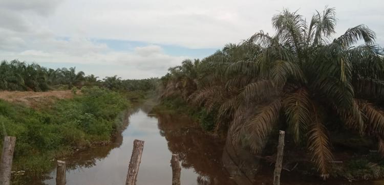 Siap-siap, Batas Lapor Kebun Sawit Dalam Kawasan Hutan November 2023