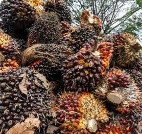 TBS Kelapa Sawit Turun di Sumut, Ini Harga Pekan ini