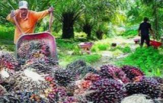 Petani Kelapa Sawit Diminta Dukung Peningkatan Ketahanan Pangan