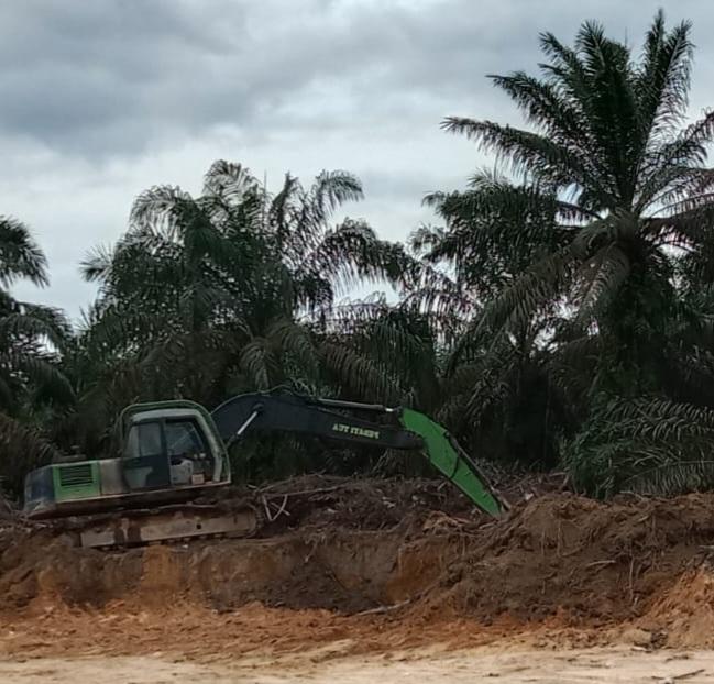 Seluas 278 Hektar Kebun Sawit Swadaya Peremajaan di Abdya