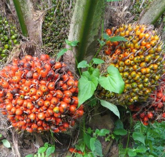 Petani Kelapa Sawit Lesu di Lengkiti, Harga TBS Lebih Murah Dari 