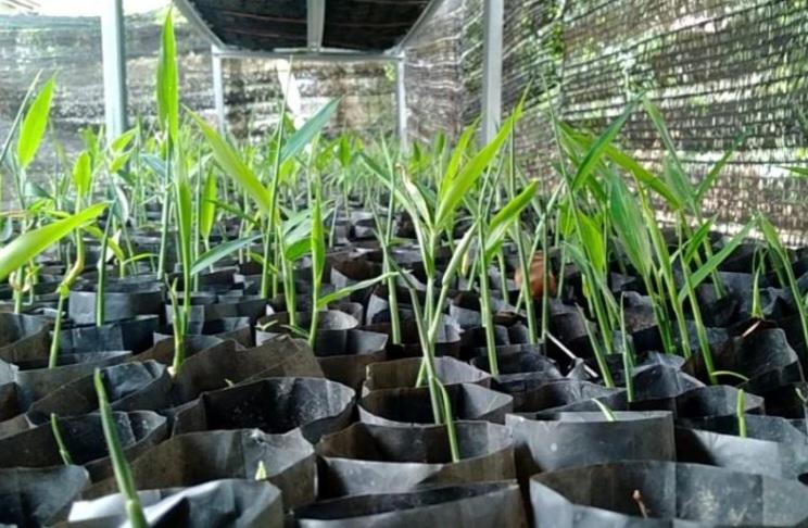 Petani Riau Mau Dapat Cuan Tambahan Tumpang Sari di Kebun Sawit