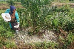 Petani Kelapa Sawit Mesti Lakukan Ini Jaga Populasi Cacing Tanah