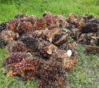 PMKS Diminta Beli TBS Sawit Pekebun Swadaya Harga Wajar