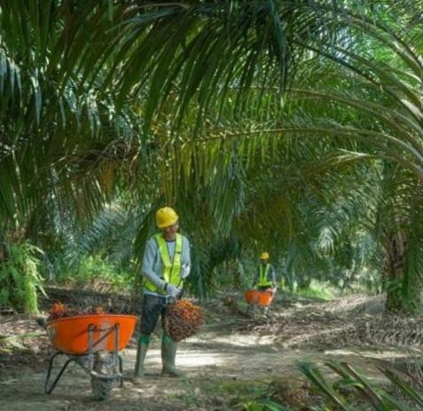 SSMS Group Integrasikan RSPO dan ISPO