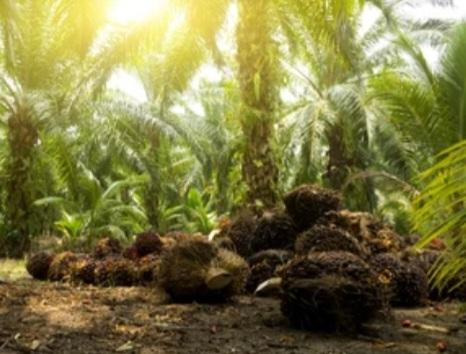 TBS Kelapa Sawit Dibandrol Rp2.479, 43 Per Kilogram di Sumut