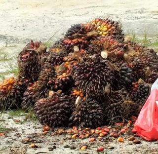 Harga TBS Sawit Bertahan Rp 1.740 per Kilogram di Aceh Barat Daya