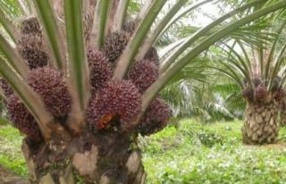 Bukan Main, Petani Riang Kebun Sawit Sudah Mulai Panen Walau Harga Rendah