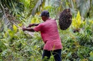 Pemprov Kalsel Dukung Pelatihan, Harapannya Hasilkan Pekebun Sawit M3