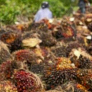 Harga Kelapa Sawit Turun Rp18,95 Per Kilogram di Sumbar Pekan ini