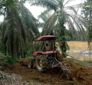 DPW Apkasindo Babel: Sarpas Bisa Bikin Petani Kelapa Sawit Sejahtera