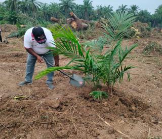 Program PSR, Baru Seluas 3 Ribu Hektar Kebun Sawit Rakyat Mengajukan di Riau