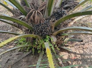 Dewan Sarankan Petani Sawit di Babel Bikin Koperasi Jaga Stabilitas Harga TBS