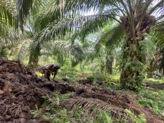 Petani Sawit 