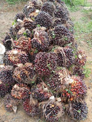 Selisih Rp800, Petani Swadaya di Bonai Jual TBS Sawit Rp1600 Per Kilogram