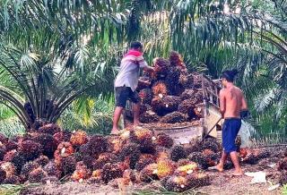 Tentang Harga TBS Kelapa Sawit di Aceh Jaya