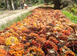 Sabar, Permenkeu Terbit Baru DBH Kelapa Sawit Cair Untuk Riau