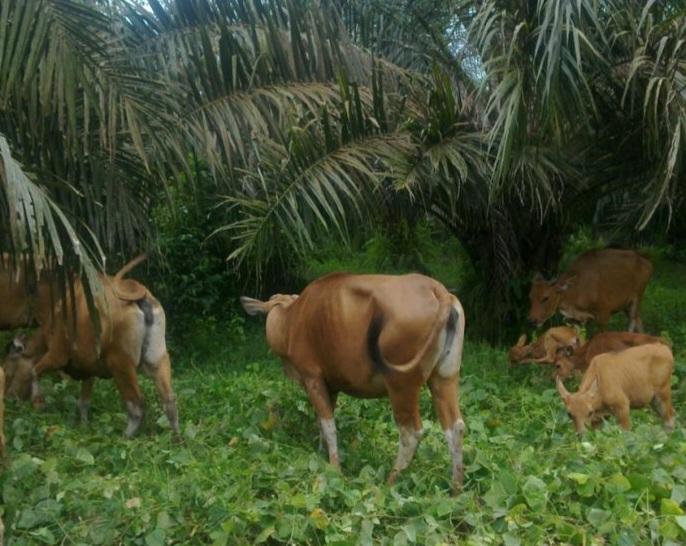 Tentang Pekebun dan Integrasi Kebun Sawit-Sapi di Kampung Melayu