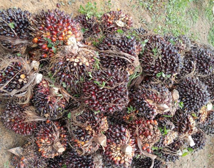 Senyum Merekah Petani Sumbar, Harga Sawit Naik Rp2.501,92 Per Kilogram