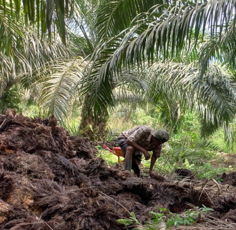 PBS dan NGO Mesti Turut Andil Bantu Petani Sawit Ikut Sertifikasi ISPO