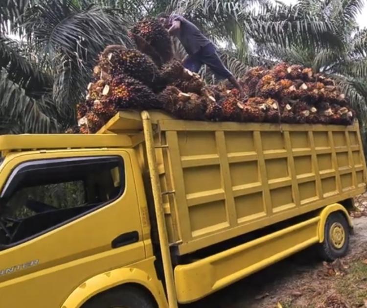 Periode Ini Harga TBS Sawit Turun di Riau Dibandrol Rp2.447,54 Per Kilogram