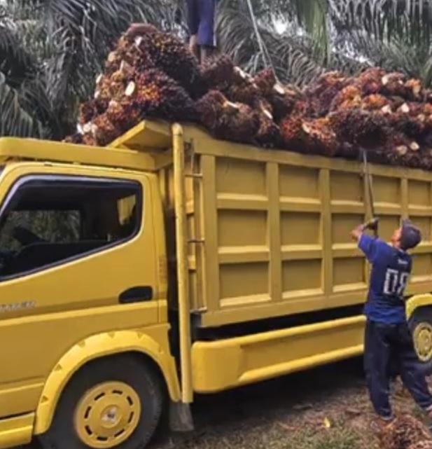 Proteksi CPO di Pasar Global Lewat RAD Kelapa Sawit Berkelanjutan di Kalbar