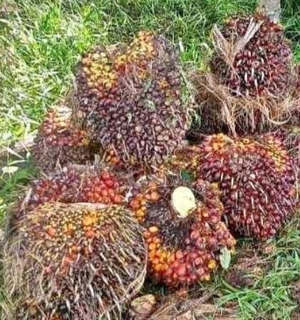 CPO Dongkrak Harga Kelapa Sawit Swadaya Naik di Sumut