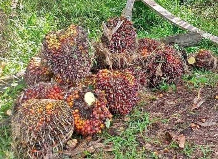 Kejayaan Kelapa Sawit Kian Redup di Sumut Masihkah Berkelanjutan?