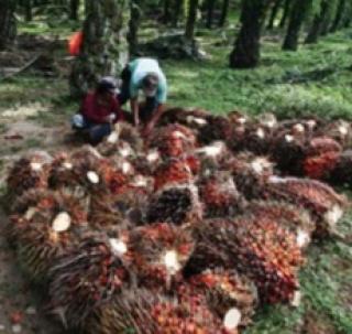 Memotivasi Kaum Milenial Bengkulu Jadi Petani Kelapa Sawit