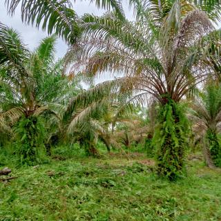 Dinas TPHP Bengkulu Minta Petani Sawit Lakukan Pemupukan Dengan Benar