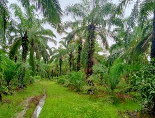 Di Bengkulu, Petani Kelapa Sawit Desak Skema Penetapan Harga Merata