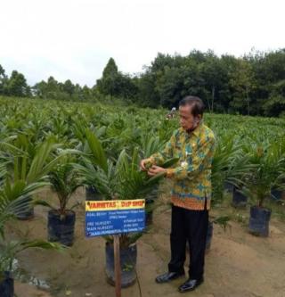 Pemkab Bengkulu Utara Bagikan 22 Ribu Lebih Bibit Sawit Bersertifikasi ke Petani