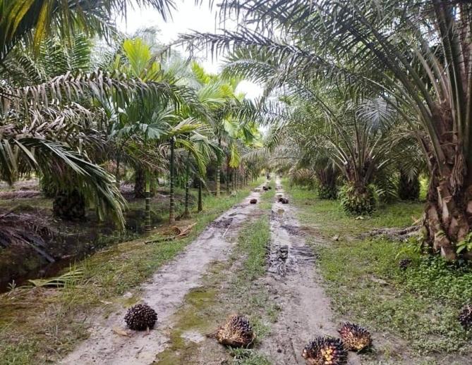 Luas Kebun Rakyat Terus Menyusut Di Mukomuko Ini Penyebabnya