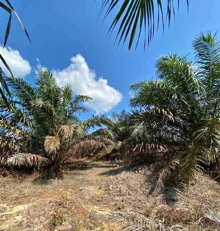 Nyanyian Nelangsa Petani Kelapa Sawit Bangka Selatan