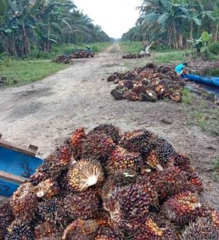 Buruh Sawit di Malaysia Paling Diminati Pekerja Migran Asal NTB