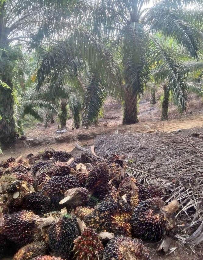 Mari Bersama Tangkis Kampanye Negatif Sawit Lewat Promo UKMK